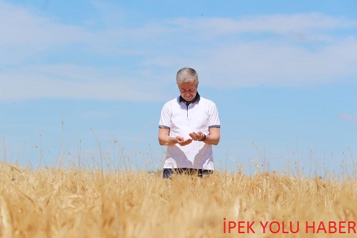 BAŞKAN TAHMAZOĞLU TOHUM DESTEĞİ SAĞLADIĞI ÇİFTÇİLERİN HASAT SEVİNCİNE ORTAK OLDU