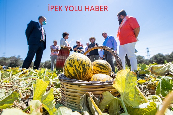 Tadı, dayanıklılığı, aromasıyla meşhur Çeşme kavunu tescillendi