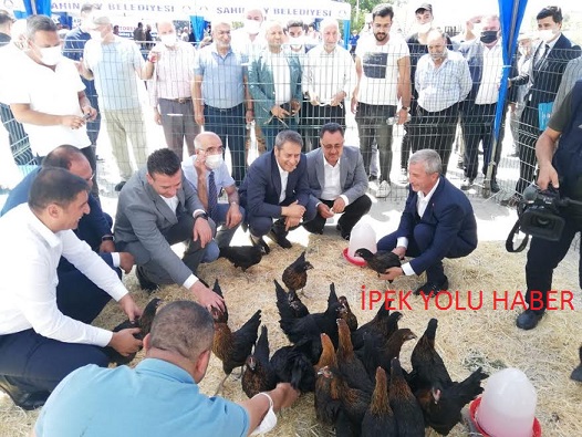 ŞAHİNBEY BELEDİYESİ 60.000 ADET TAVUK DAĞITIMINA DEVAM EDİYOR