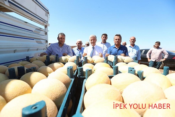 BAŞKAN TAHMAZOĞLU ÇİFTÇİLERLE EKTİ ÇİFTÇİLERLE TOPLADI