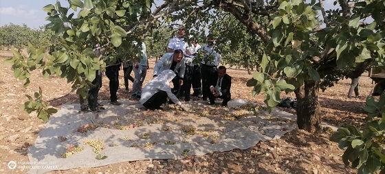Yeniden Refah fıstık üreticisinin sesi oldu