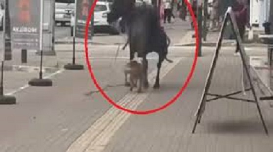 Pitbull bu sefer de ata saldırdı   